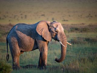 An African elephant standing on open savanna at golden hour with its ears spread and trunk lowered