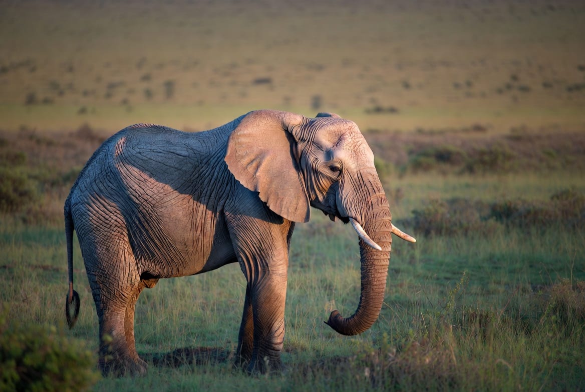 An African elephant standing on open savanna at golden hour with its ears spread and trunk lowered