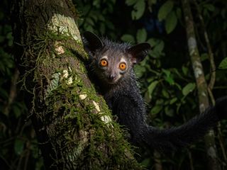 An aye-aye clinging to a branch at night, its huge orange eyes reflecting the light