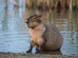 A capybara at the edge of a river in soft morning light with reeds behind it