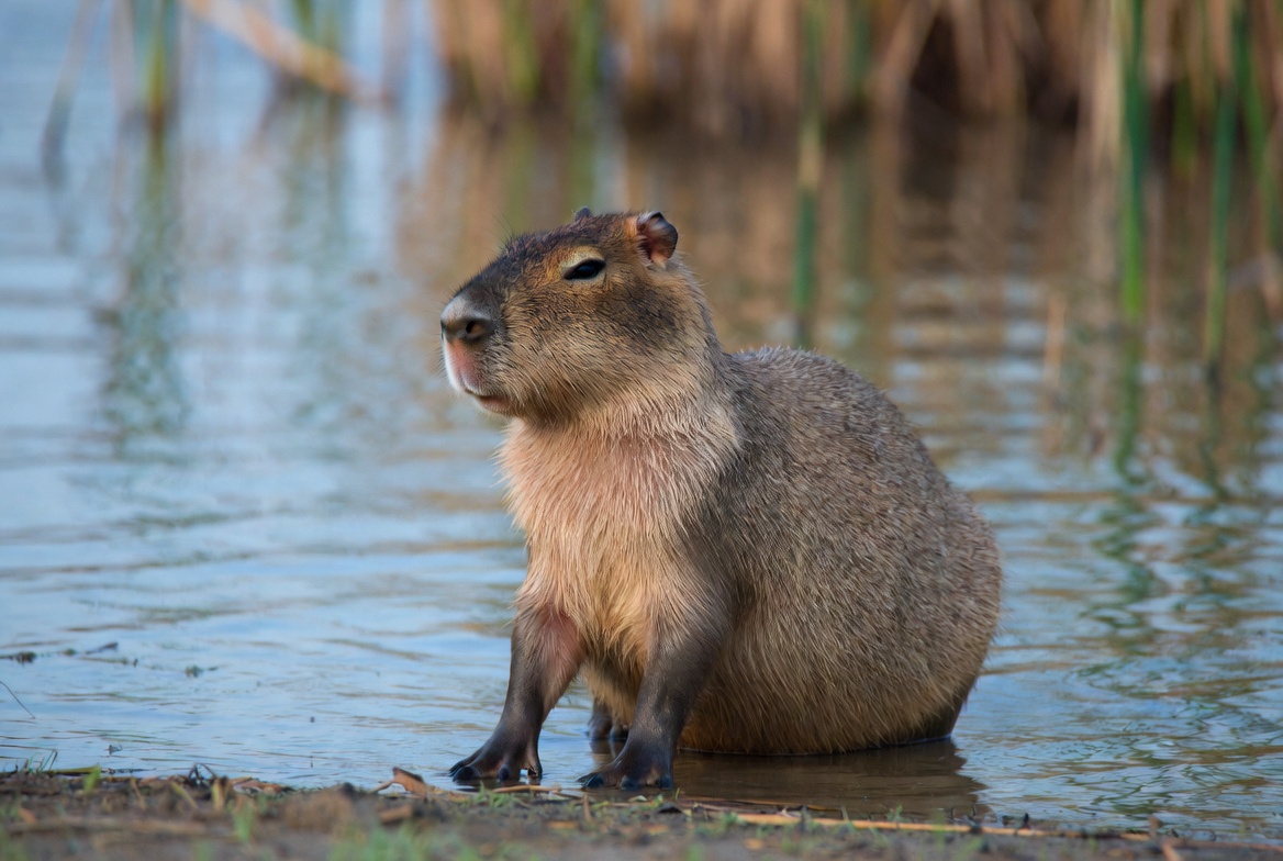 A capybara at the edge of a river in soft morning light with reeds behind it