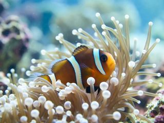 A clownfish nestled among the tentacles of a sea anemone on a tropical reef