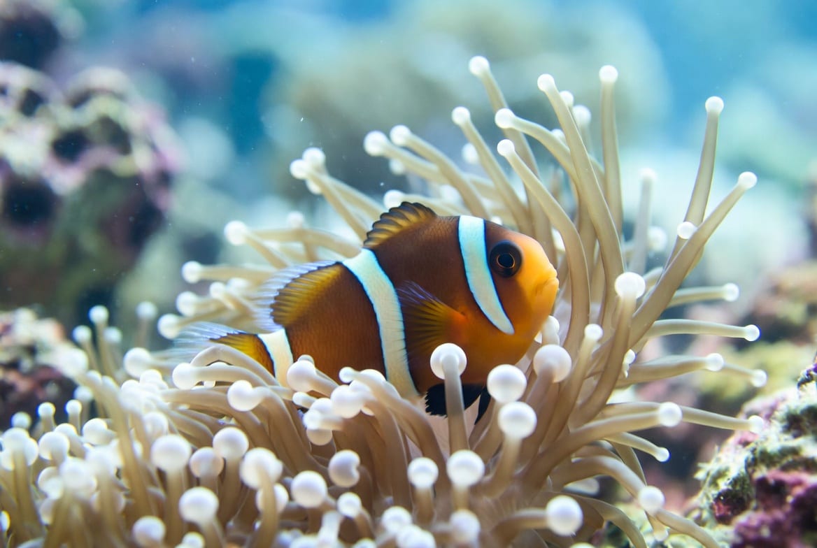 A clownfish nestled among the tentacles of a sea anemone on a tropical reef