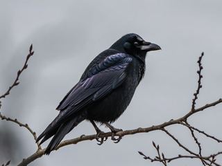 A crow perched on a bare branch against an overcast sky, its glossy black plumage and heavy bill visible