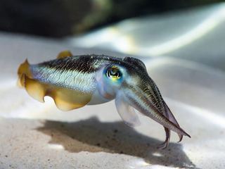 A cuttlefish hovering above sand with its arms held forward and a rippling pattern across its skin
