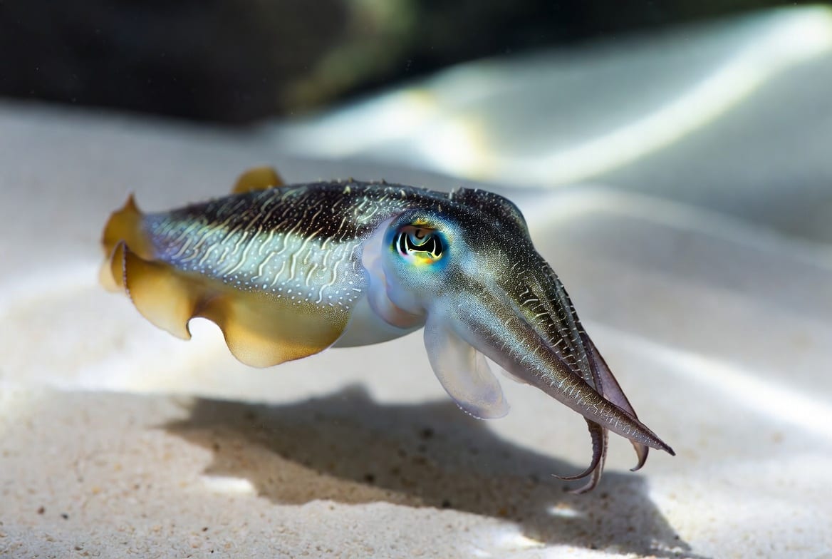 A cuttlefish hovering above sand with its arms held forward and a rippling pattern across its skin