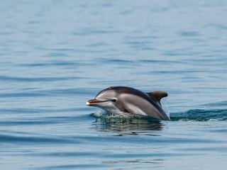 A bottlenose dolphin breaking the surface of open blue water with its beak and melon clear of the waterline