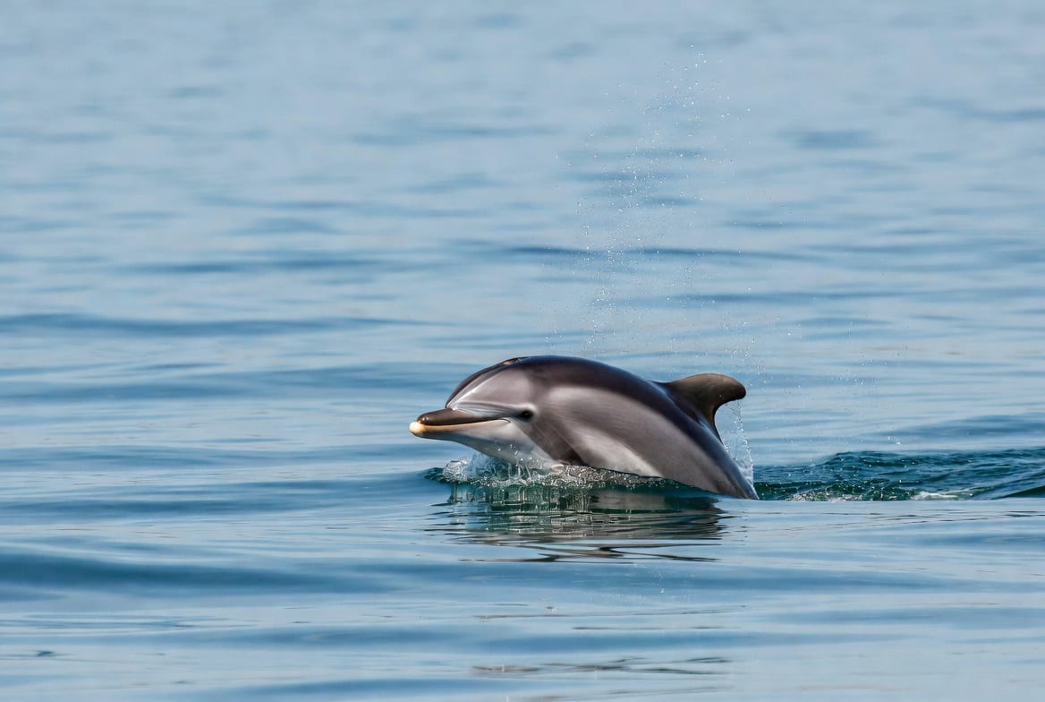 A bottlenose dolphin breaking the surface of open blue water with its beak and melon clear of the waterline