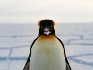An emperor penguin standing on Antarctic sea ice in low light, its orange ear patches and pale bill visible