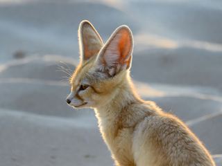 A fennec fox on pale desert sand at golden hour with its enormous ears held upright