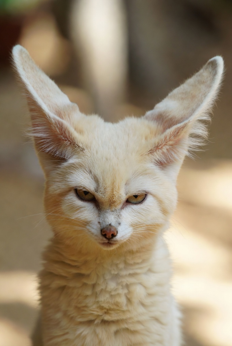 Close portrait of a fennec fox, its oversized ears dominating the frame