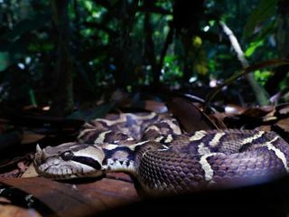 A Gaboon viper resting in rainforest leaf litter, its geometric pattern blending into dead leaves