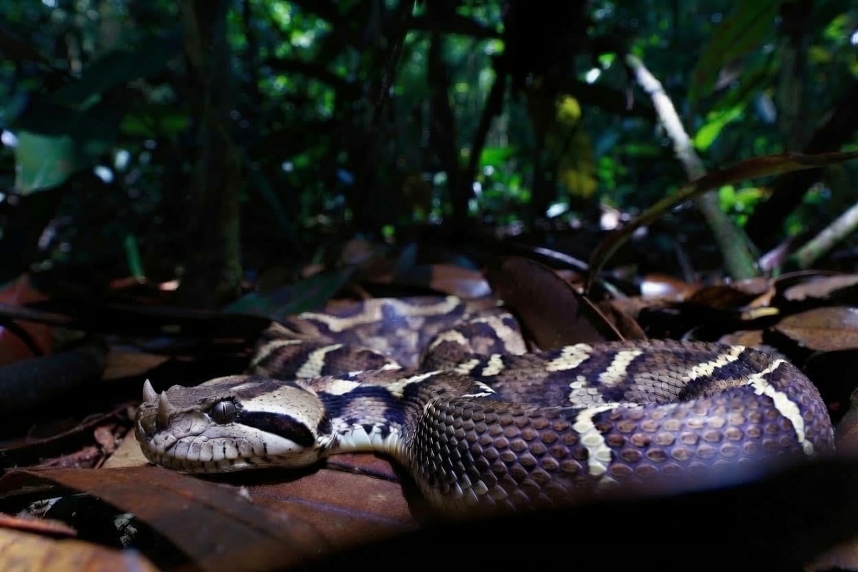 A Gaboon viper resting in rainforest leaf litter, its geometric pattern blending into dead leaves