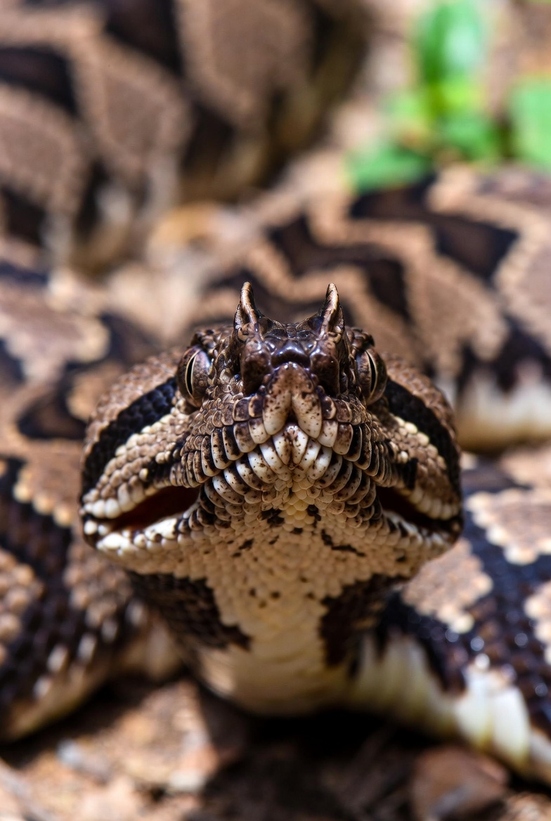 Head-on view of a Gaboon viper showing its broad triangular head and small nasal horns