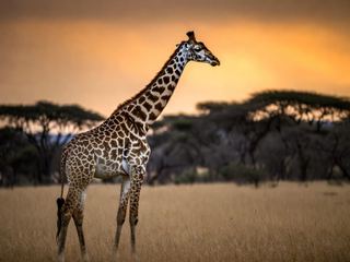 An adult giraffe standing in profile on open savanna with its neck raised and acacia trees behind