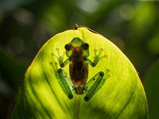 A glass frog on a backlit green leaf with its translucent underside showing internal organs
