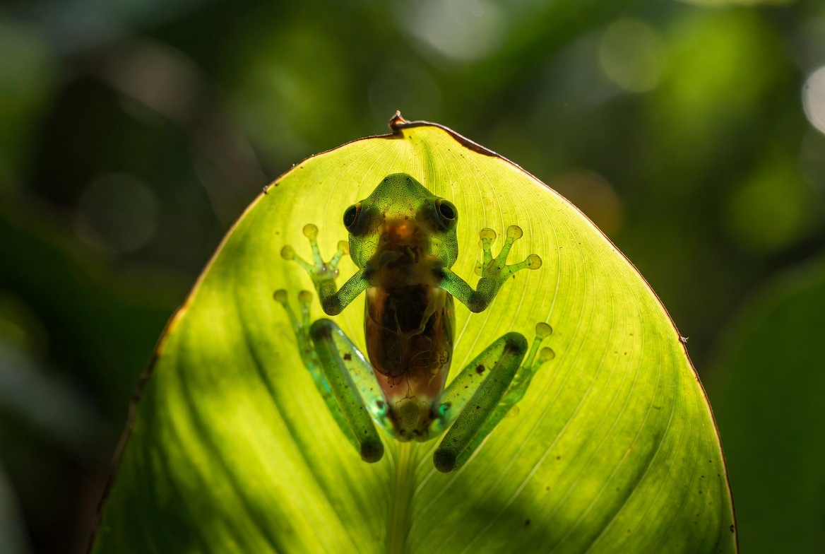 A glass frog on a backlit green leaf with its translucent underside showing internal organs