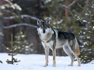 A grey wolf standing in snow at the edge of conifer forest, looking directly toward the camera