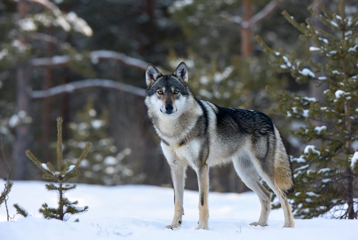 A grey wolf standing in snow at the edge of conifer forest, looking directly toward the camera