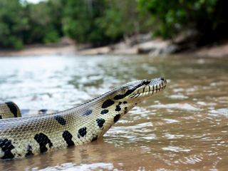 A green anaconda partly submerged at the edge of a tropical river with only its head above water