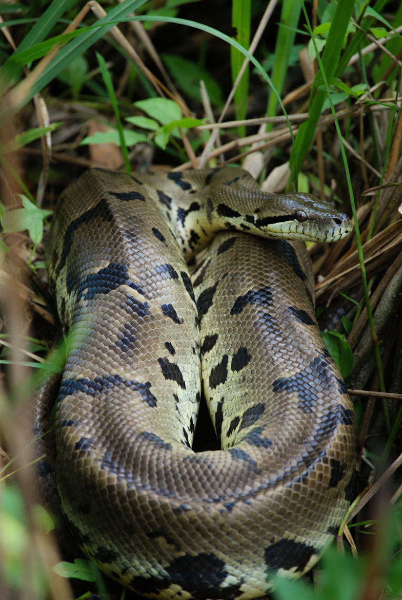 A green anaconda coiled among wetland vegetation showing its olive skin and black oval blotches