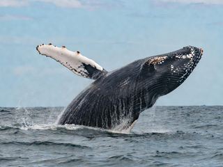 A humpback whale breaching clear of the ocean surface with water streaming from its long pectoral fin