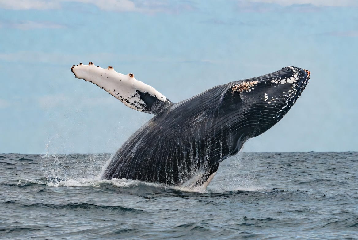 A humpback whale breaching clear of the ocean surface with water streaming from its long pectoral fin