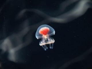 A tiny transparent immortal jellyfish photographed against dark water, its red stomach visible through the bell
