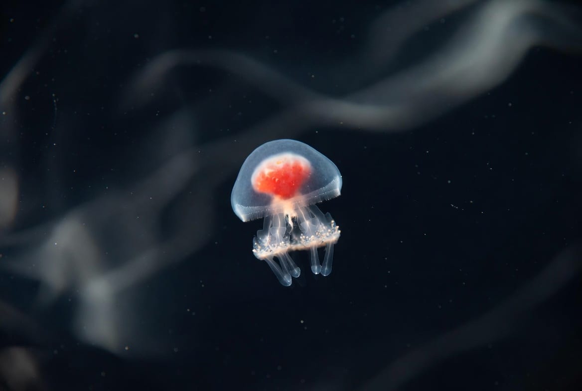 A tiny transparent immortal jellyfish photographed against dark water, its red stomach visible through the bell