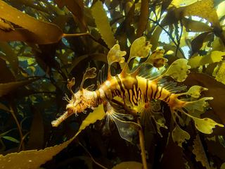 A leafy sea dragon among kelp with leaf-shaped appendages along its gold and green body
