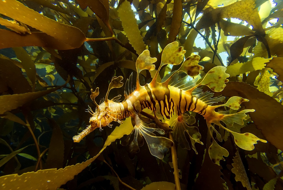 A leafy sea dragon among kelp with leaf-shaped appendages along its gold and green body