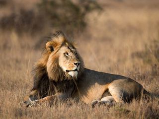 A male lion lying on open savanna grass at golden hour, mane full, looking into the distance