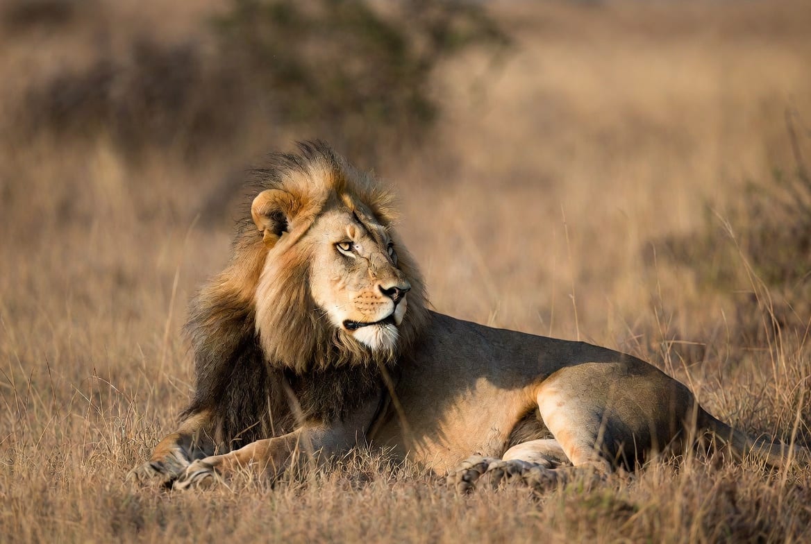 A male lion lying on open savanna grass at golden hour, mane full, looking into the distance