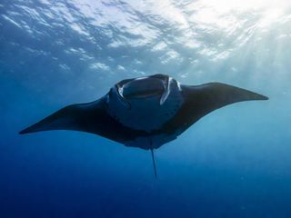 A giant manta ray gliding through open blue water seen from below with sunlight above