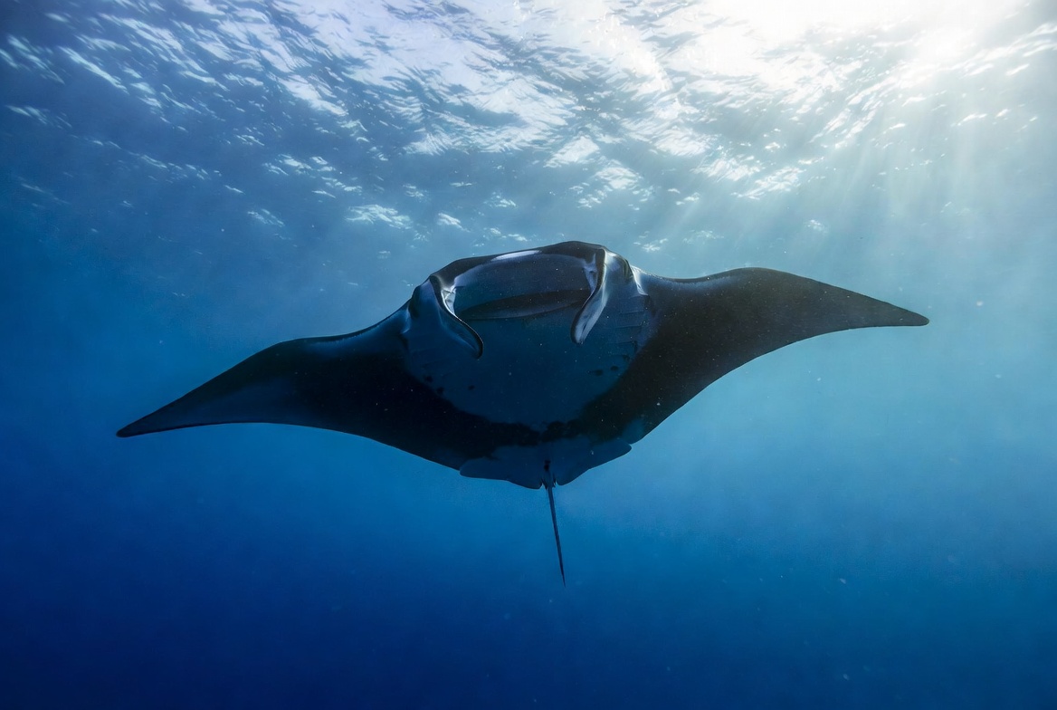 A giant manta ray gliding through open blue water seen from below with sunlight above