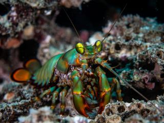 A peacock mantis shrimp at the mouth of its burrow on a reef, its green and orange shell and stalked eyes visible