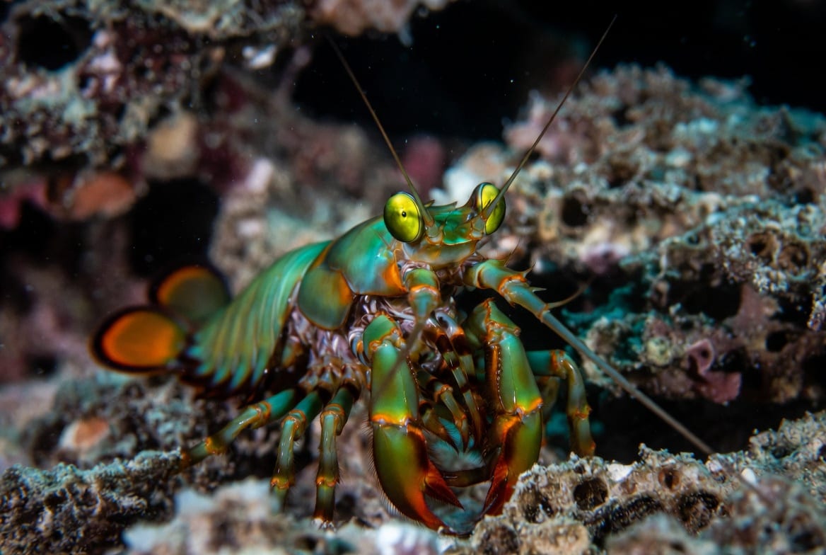 A peacock mantis shrimp at the mouth of its burrow on a reef, its green and orange shell and stalked eyes visible