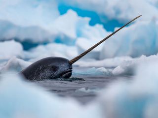 A narwhal at the surface among Arctic sea ice with its long spiral tusk clear of the water