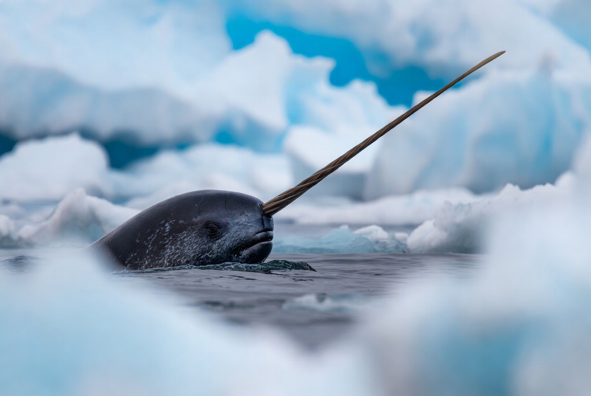 A narwhal at the surface among Arctic sea ice with its long spiral tusk clear of the water