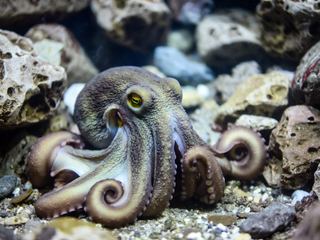 An octopus on a rocky seabed with its arms curled beneath it and skin textured to match the rock