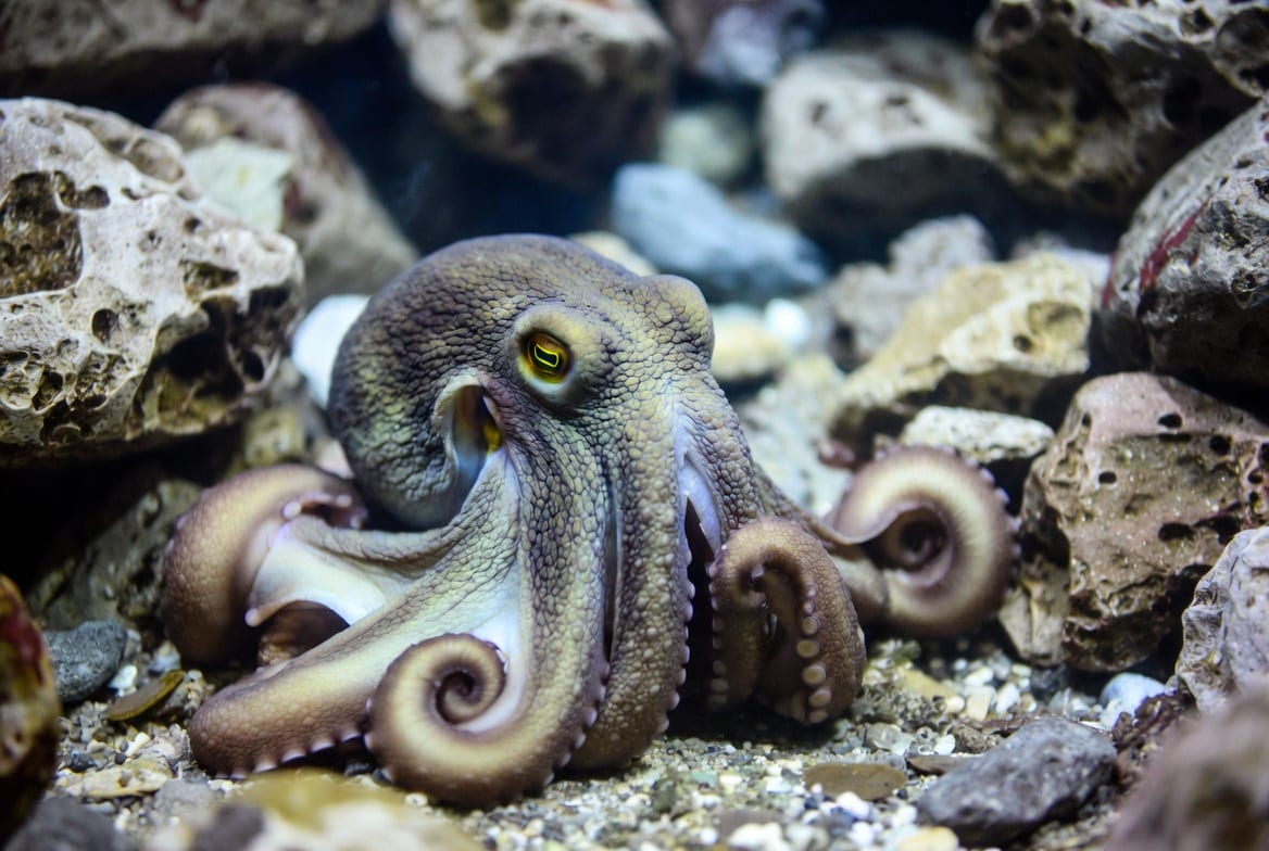 An octopus on a rocky seabed with its arms curled beneath it and skin textured to match the rock