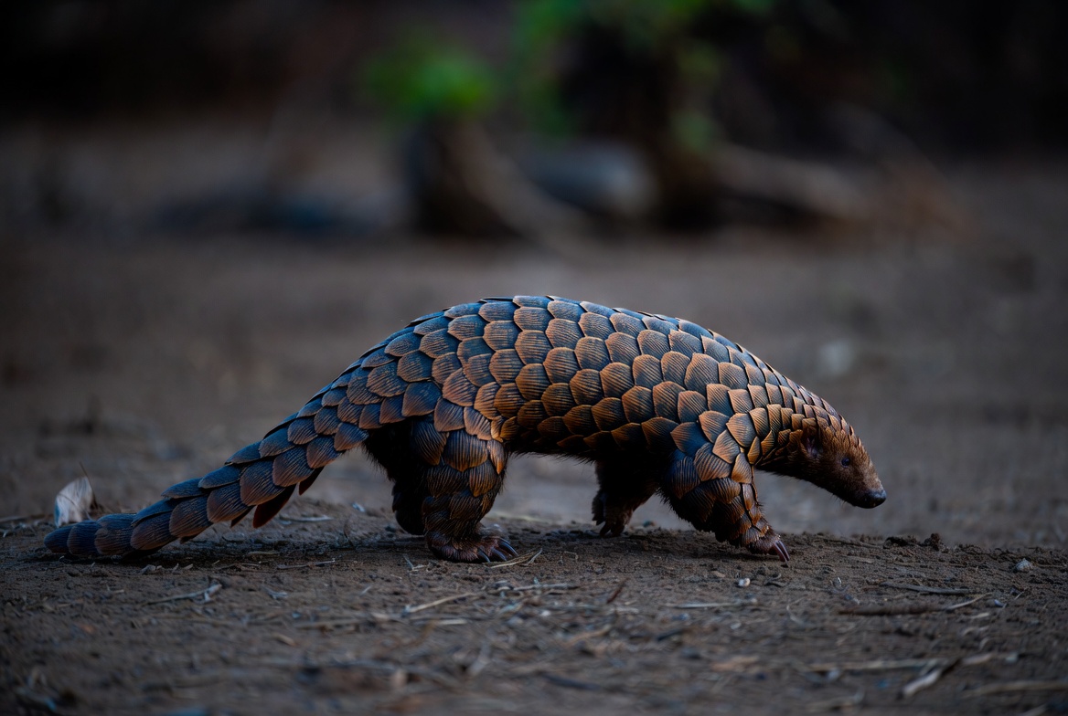 A pangolin walking across dry ground at dusk, its overlapping keratin scales catching the low light