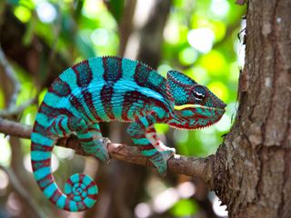 A male panther chameleon gripping a branch in Madagascan foliage, banded in turquoise and red
