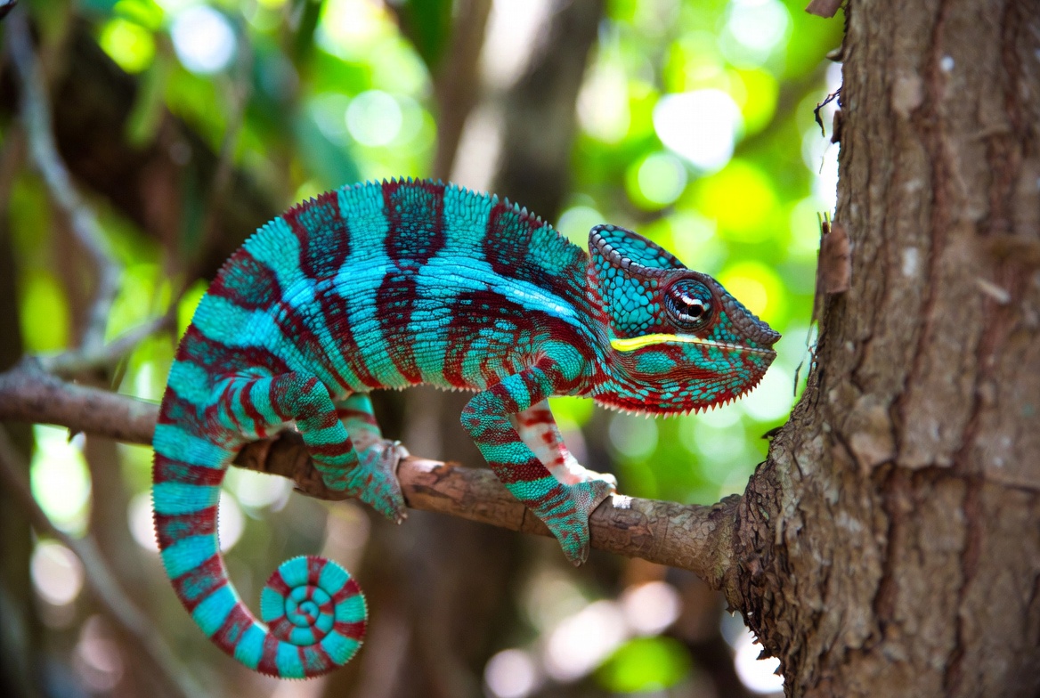 A male panther chameleon gripping a branch in Madagascan foliage, banded in turquoise and red