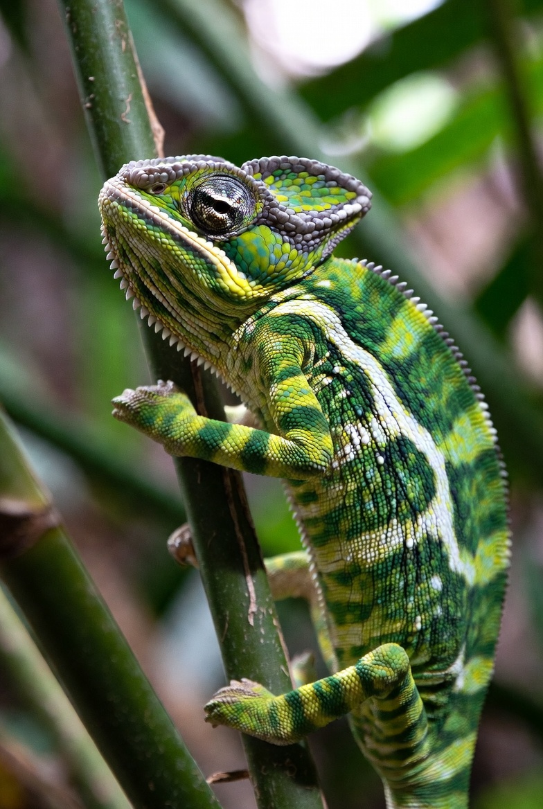 Close view of a panther chameleon showing its turret eye and the ridge along its head