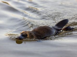 A platypus swimming at the surface of a still river, its bill and dense brown fur visible