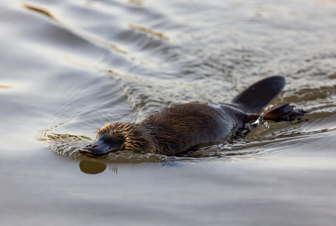 A platypus swimming at the surface of a still river, its bill and dense brown fur visible