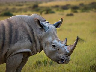 A rhinoceros standing in open grassland in profile, its horn and heavy folded skin clearly visible