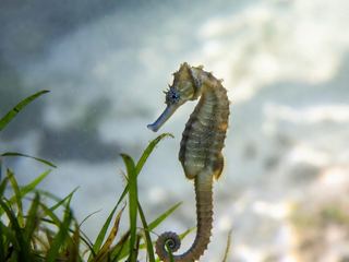 A seahorse gripping a strand of seagrass with its tail in clear shallow water