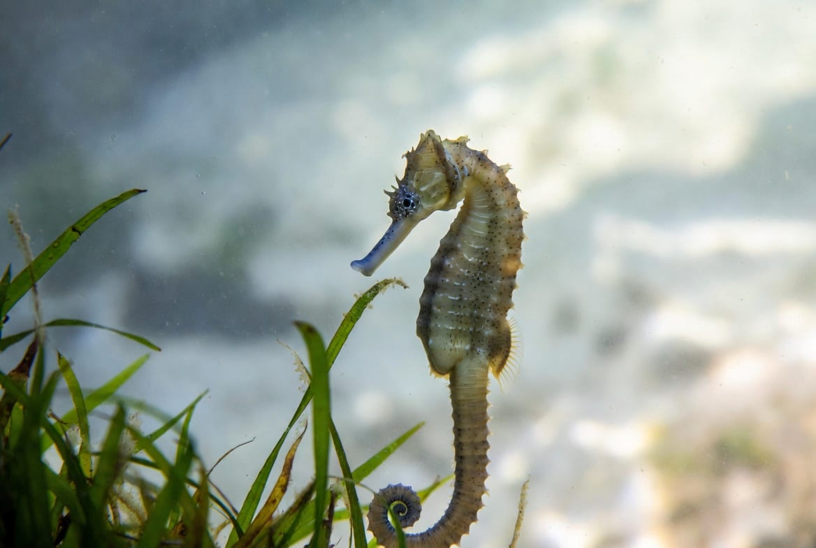 A seahorse gripping a strand of seagrass with its tail in clear shallow water